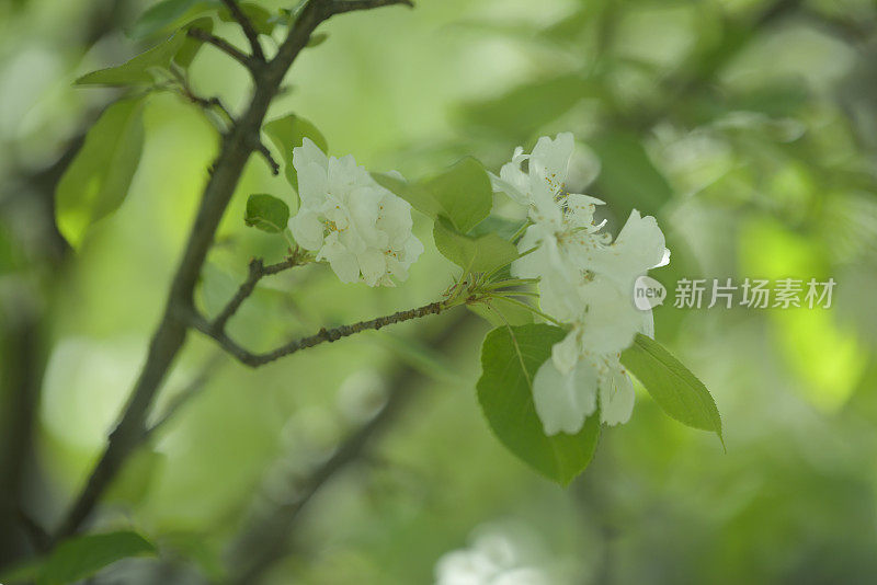 春花:大自然之美(Apo Sonnar 135mm f2)